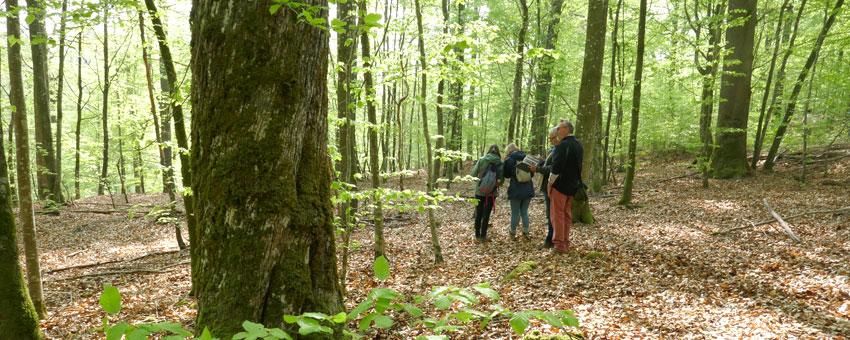 La nature se révèle : printemps