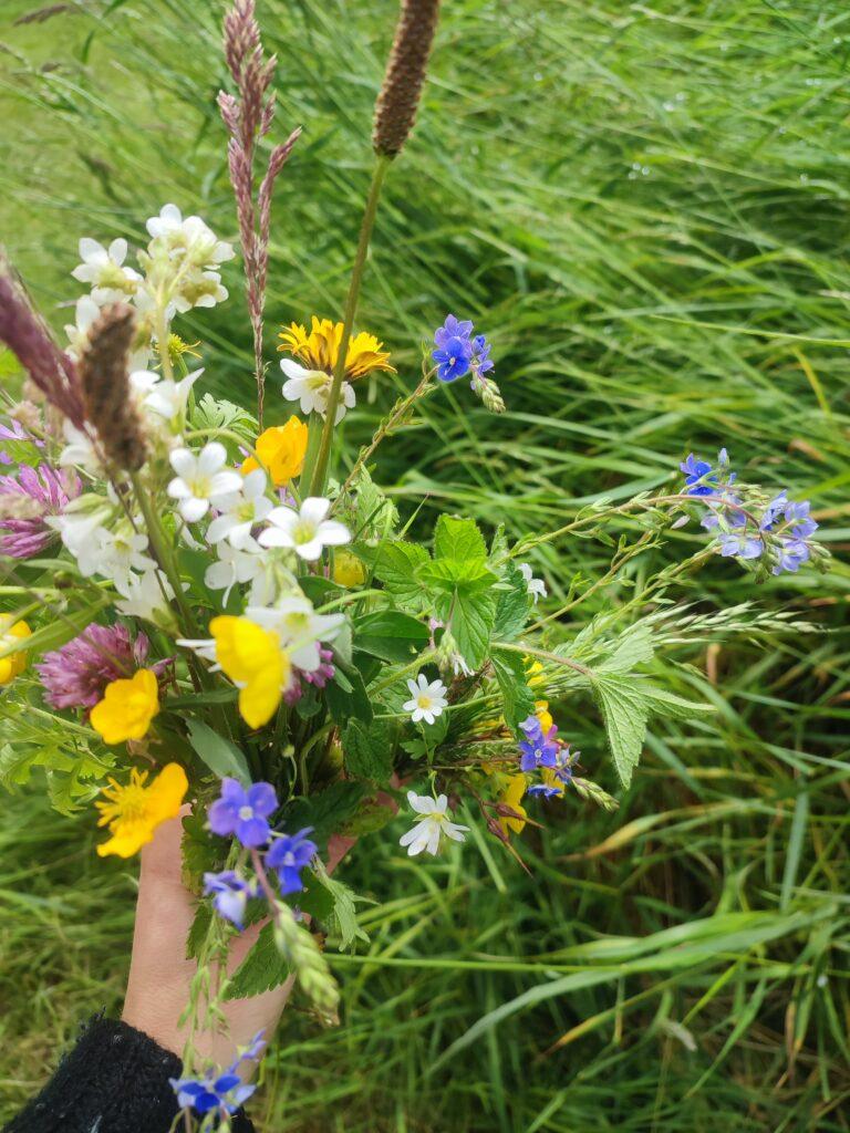 Cycle d'ateliers: découvrir les plantes sauvages et les arbres en famille