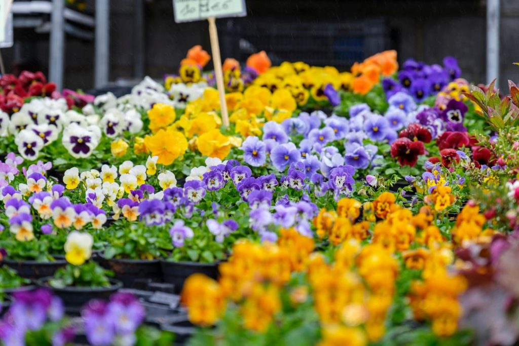 Marché de Bastogne (Foire aux camelots)