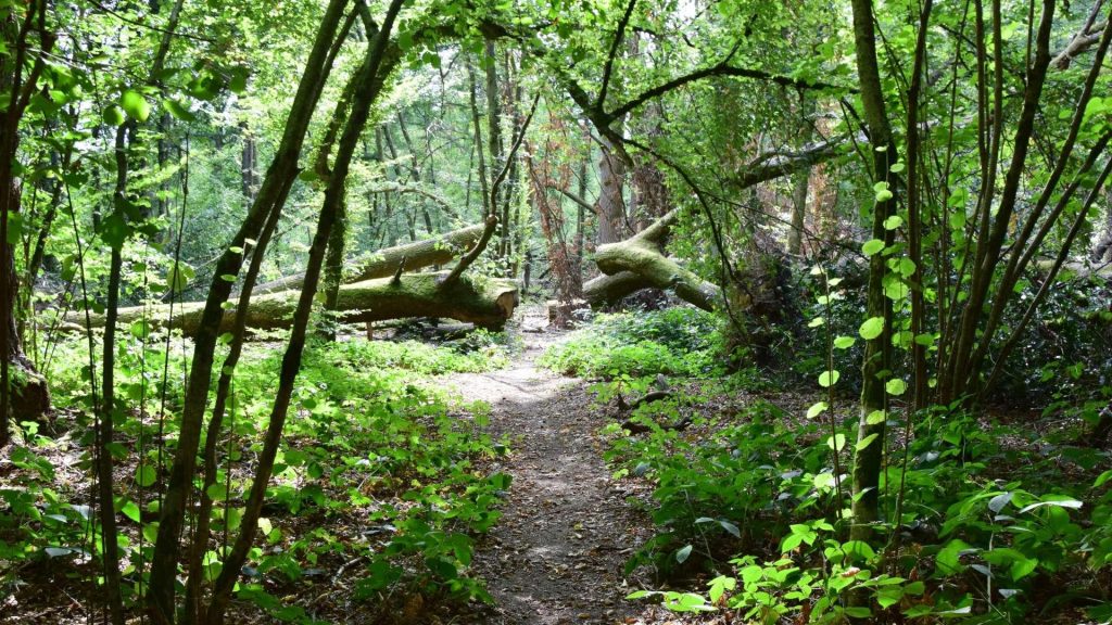 Rendez-vous nature: Forêt matheuse