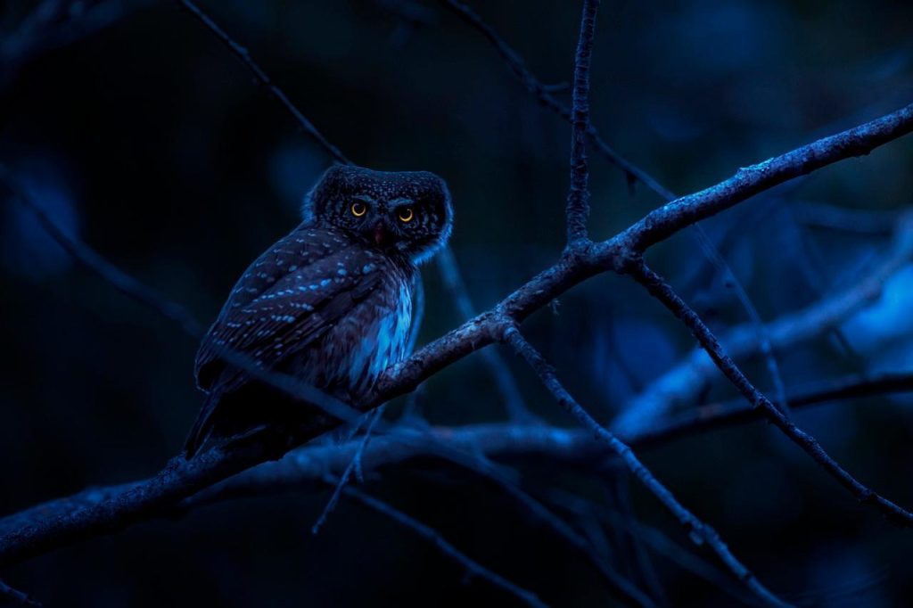 Apprivoisons la nuit