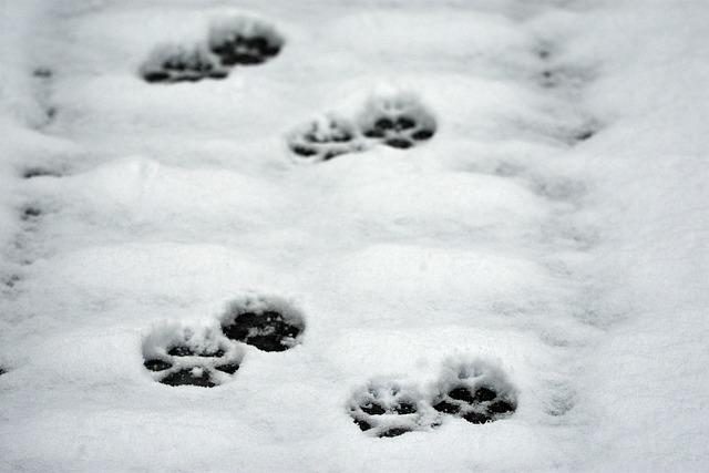 Sur la piste du loup à la pleine lune