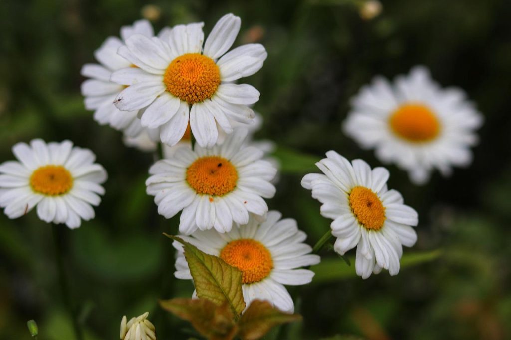 Balade guidée: la source du taureau