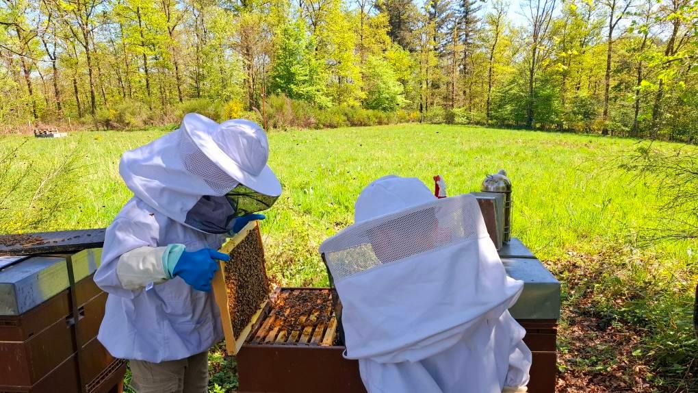 Visite de l'apiculteur "Fou d'Abeilles"
