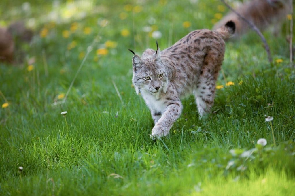 Sur la piste des grands prédateurs