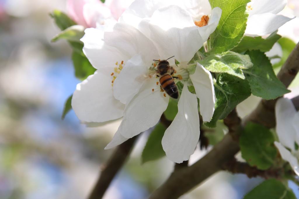 Maison TAILLIART-SARAZIN - Les Ruchers de la Retourne