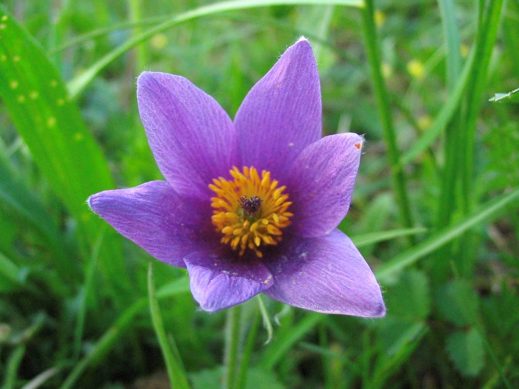 Faune des pelouses sèches