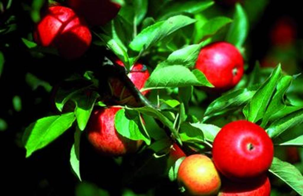 Les Vergers de Jean-Michel - Fruits de saisons