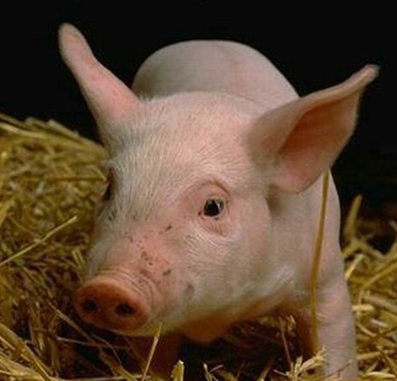 De notre étable à votre table - Emon