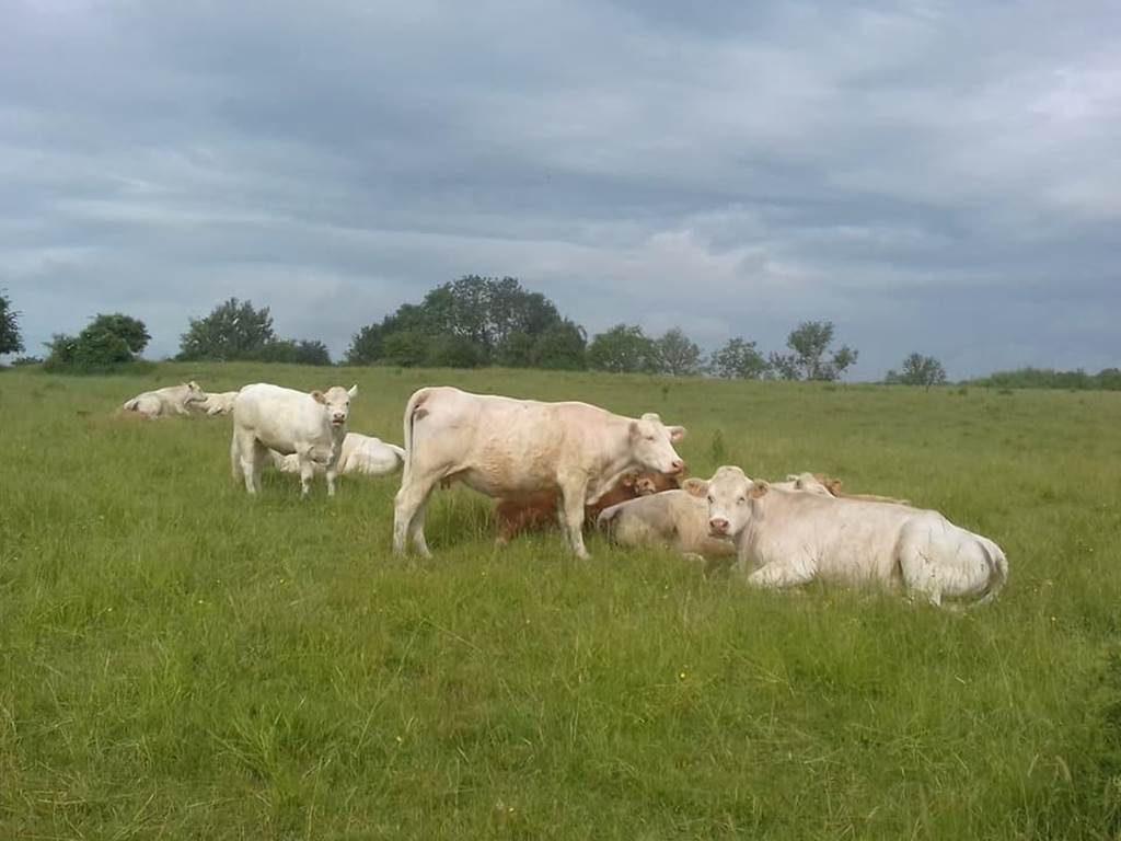 EARL des quatre sabots