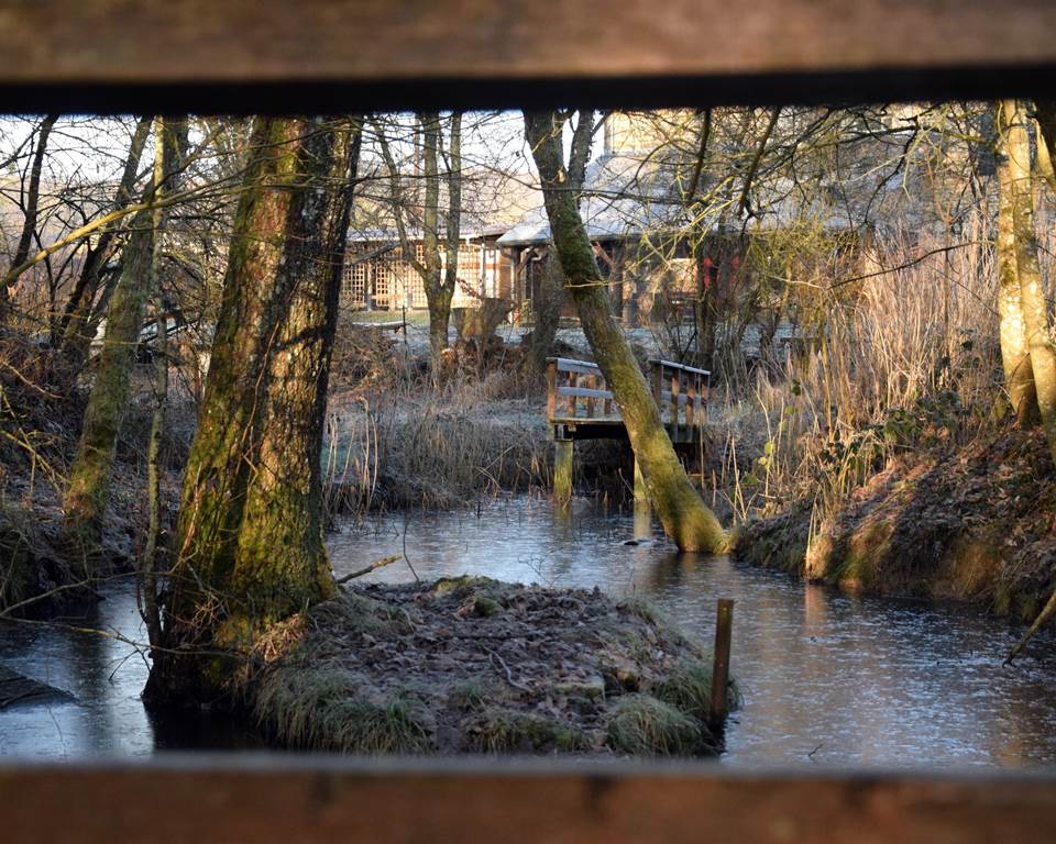 Faune et Flore de l'étang