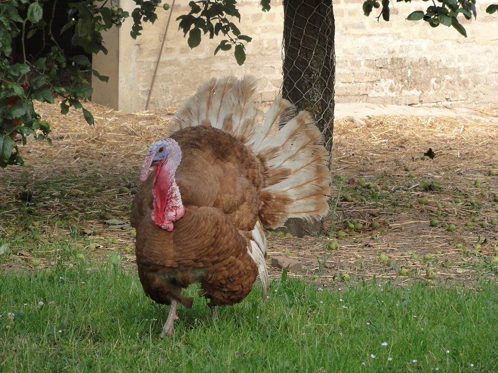 EARL de la Vassigneaux