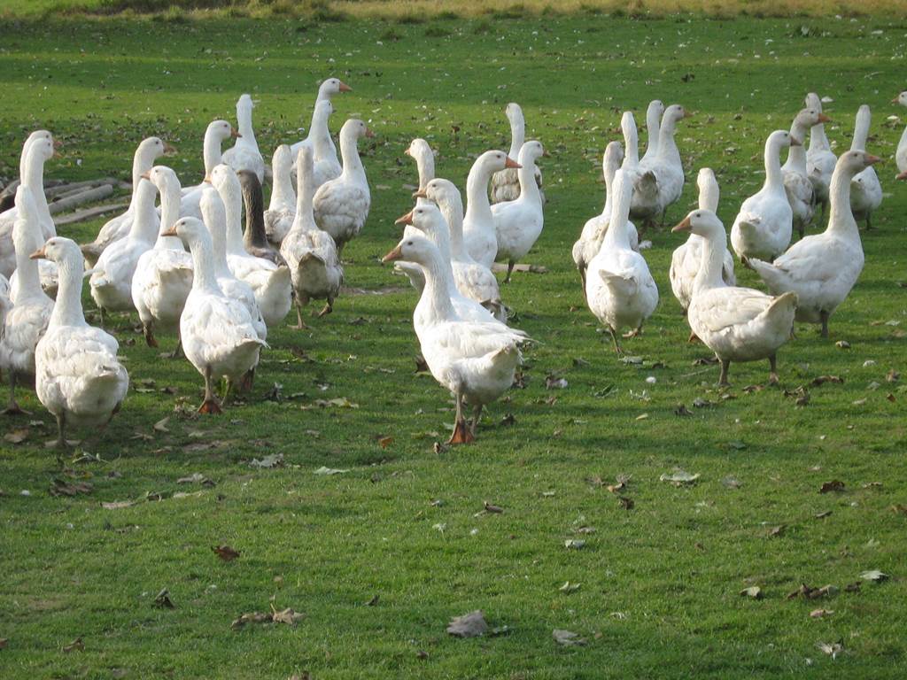 Les volailles et agneaux de la ferme