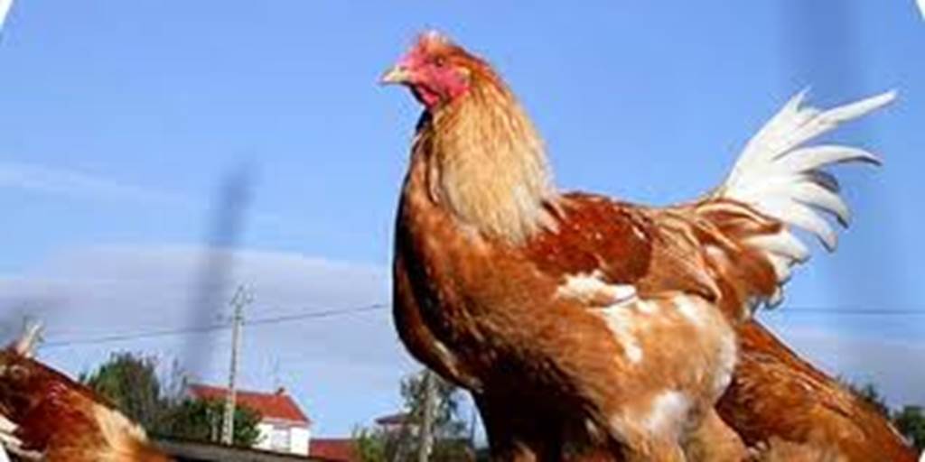 Ferme Avicole de la Vallée Blanche