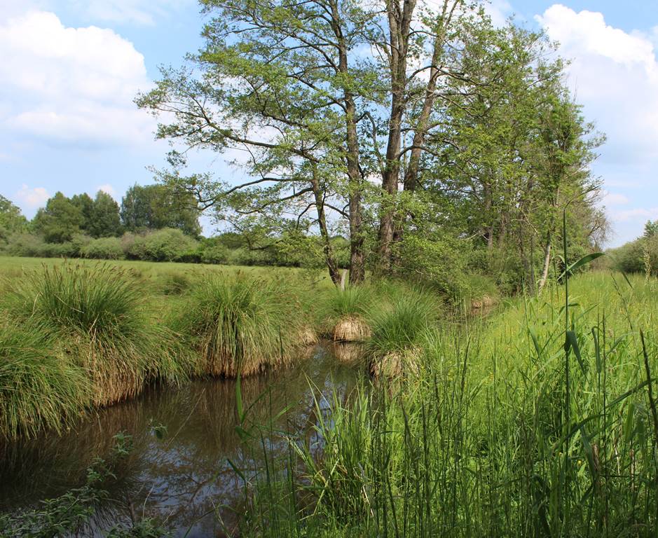 L'automne aux Tourbières