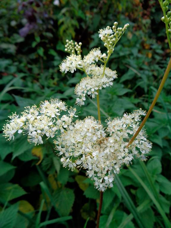 Balade et atelier Cuisine sauvage