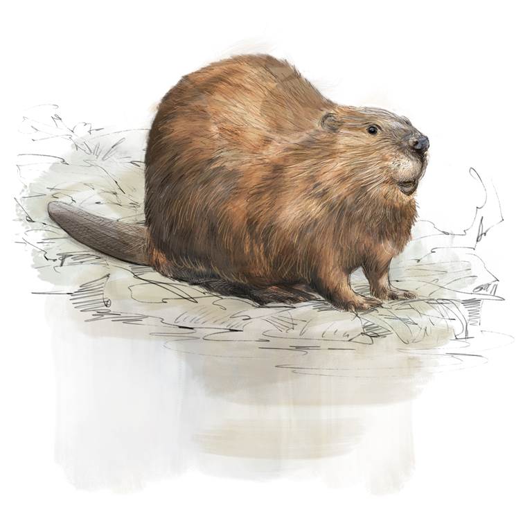 Sur les traces du castor d'Europe