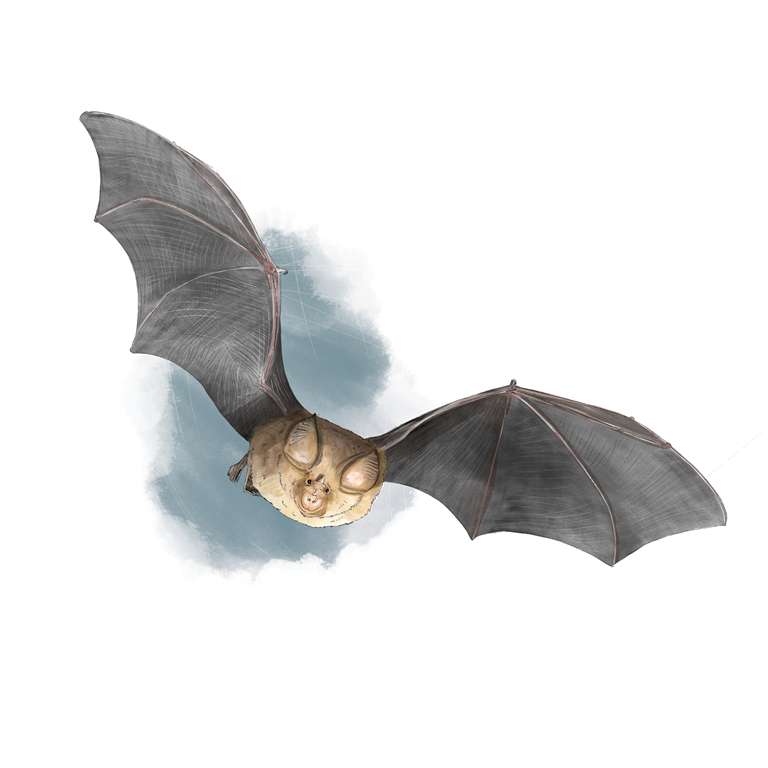 Nuit de la Chauve-Souris