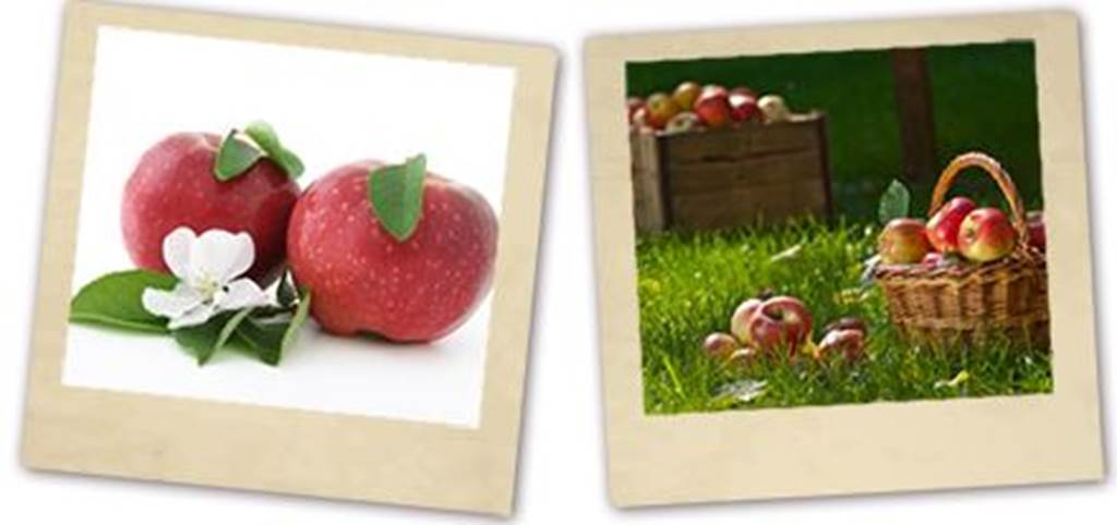 Les vergers Courtois