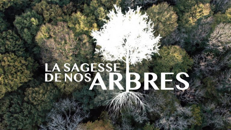 Film La sagesse de nos arbres