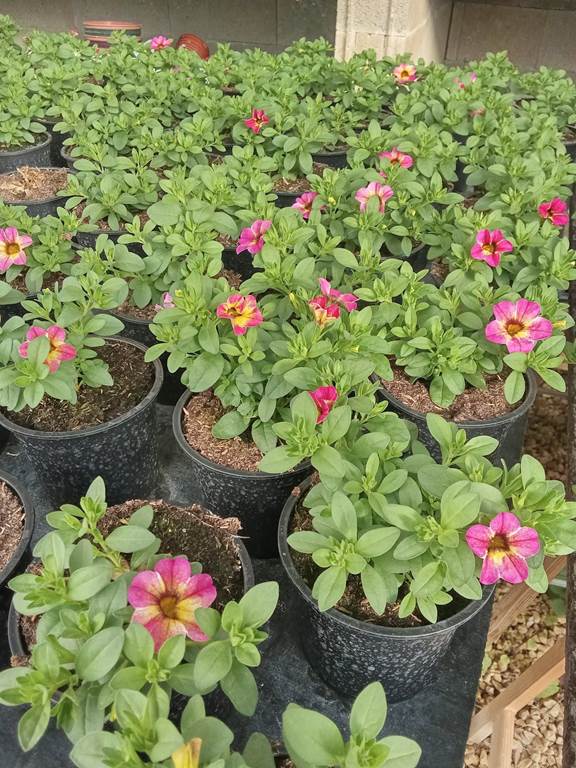 Le Jardin aux Abeilles