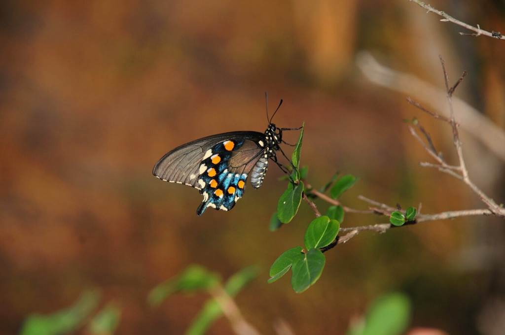 Conférence - La biodiversité