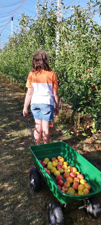 Cueillette de pommes au verger
