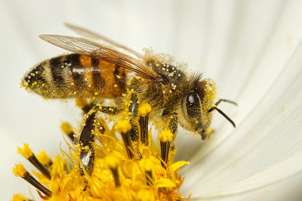 Exposition : Les abeilles et les frelons asiatiques